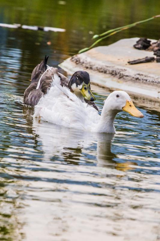 Patos en el Lago