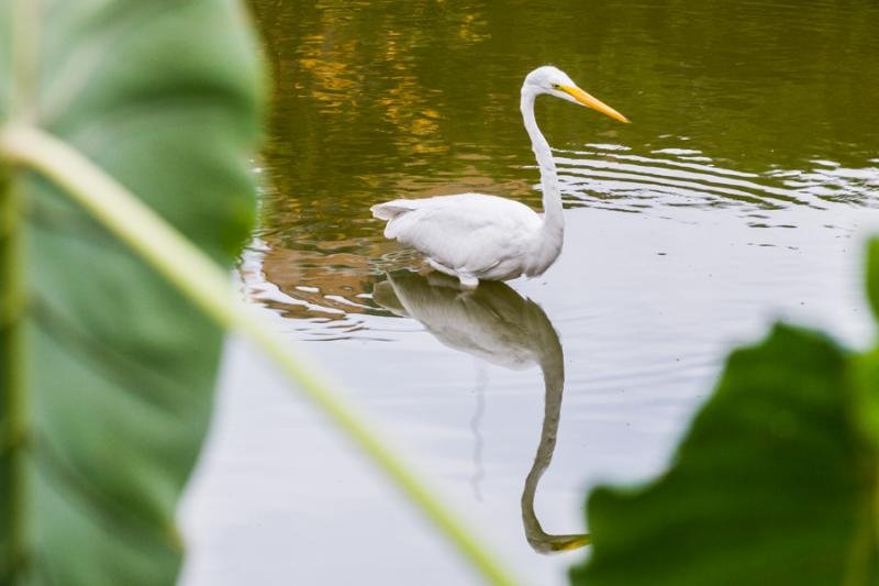 Garza Blanca