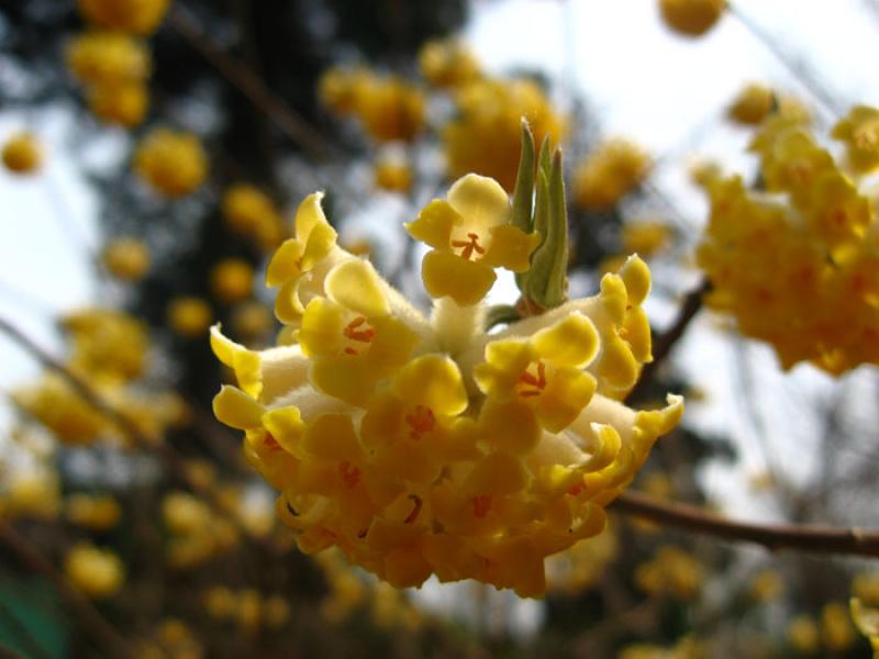 Valeriana tuberosa, Tokio, Japon, Este de Asia