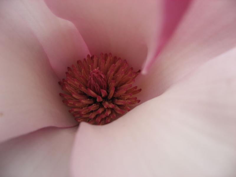 Antera de una Flor, Tokio, Japon, Este de Asia