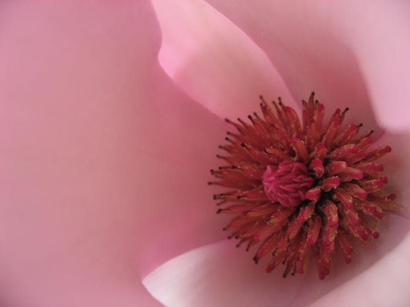 Antera de una Flor, Tokio, Japon, Este de Asia