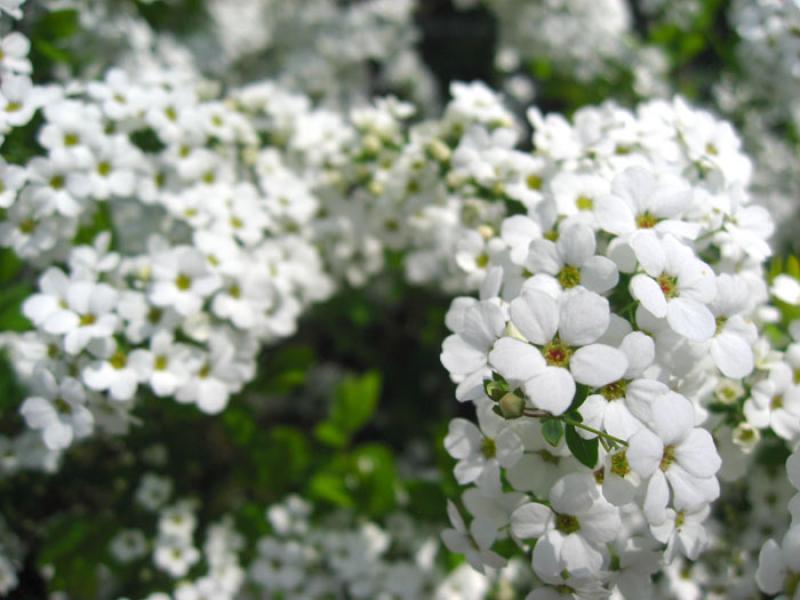 Prunus padus, Tokio, Japon, Este de Asia