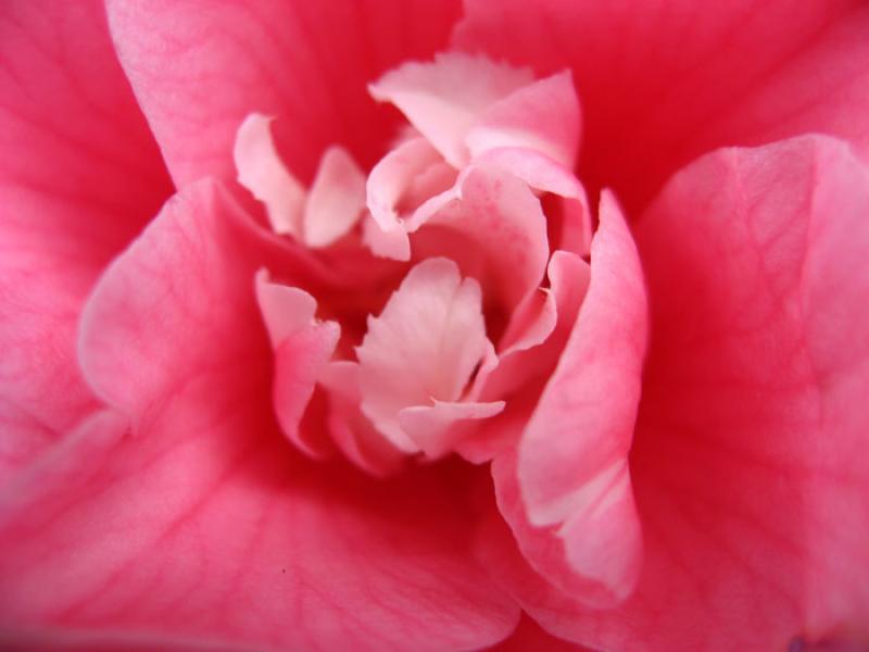 Petalos de Rosa, Tokio, Japon, Este de Asia