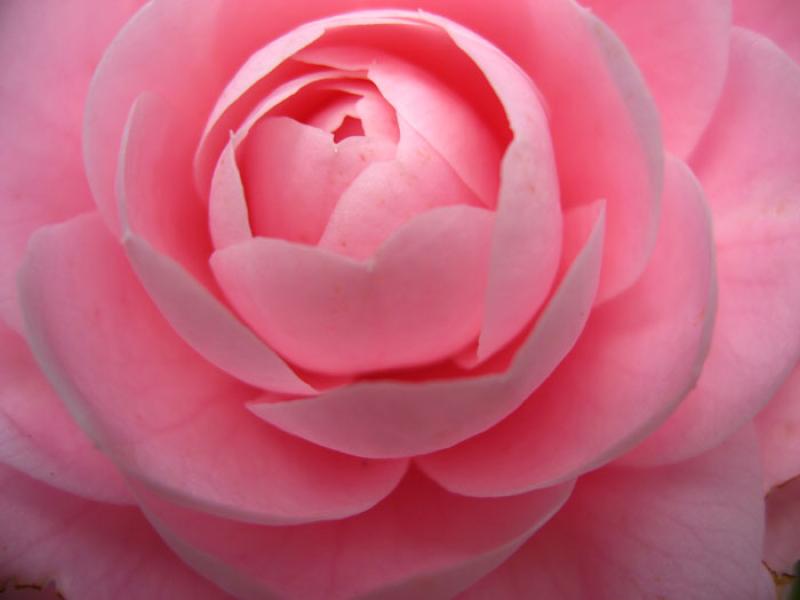 Petalos de Rosa, Tokio, Japon, Este de Asia