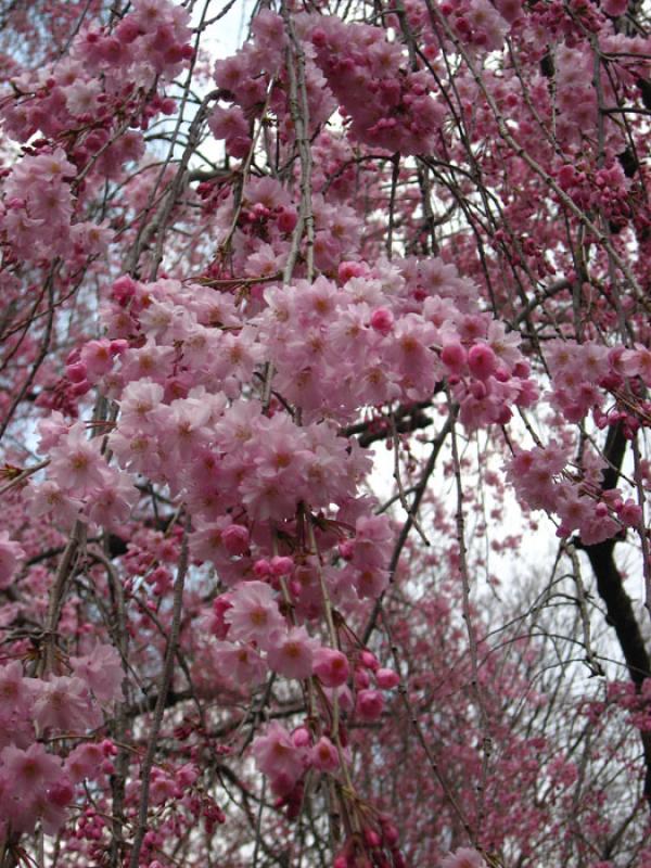 Jardin Nacional Shinjuku Gyoen, Shinjuku, Tokio, J...