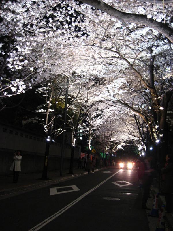 Primavera en Tokio, Japon, Este de Asia