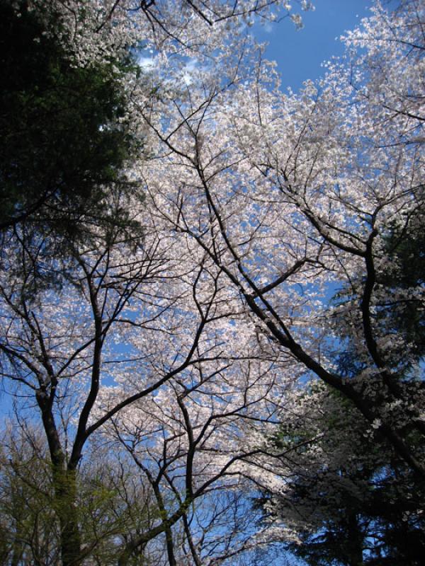 Jardin Nacional Shinjuku Gyoen, Shinjuku, Tokio, J...