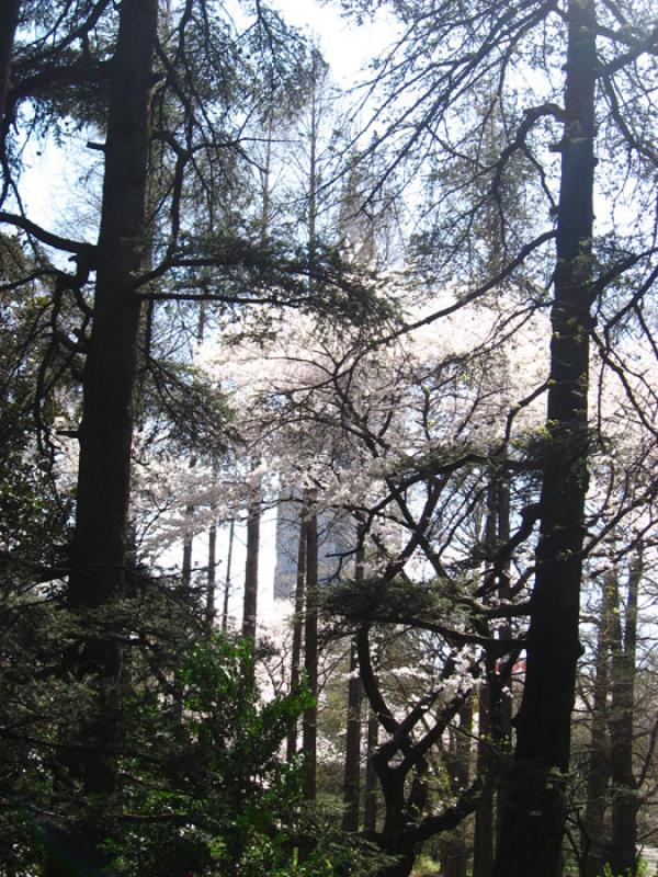 Jardin Nacional Shinjuku Gyoen, Shinjuku, Tokio, J...