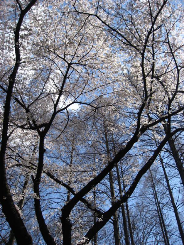 Jardin Nacional Shinjuku Gyoen, Shinjuku, Tokio, J...