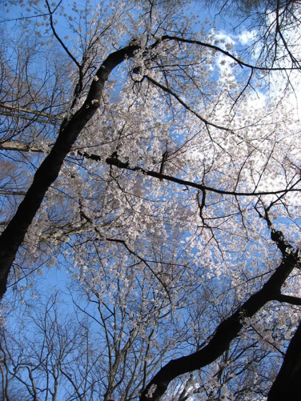 Jardin Nacional Shinjuku Gyoen, Shinjuku, Tokio, J...