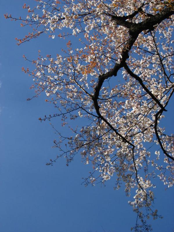 Jardin Nacional Shinjuku Gyoen, Shinjuku, Tokio, J...