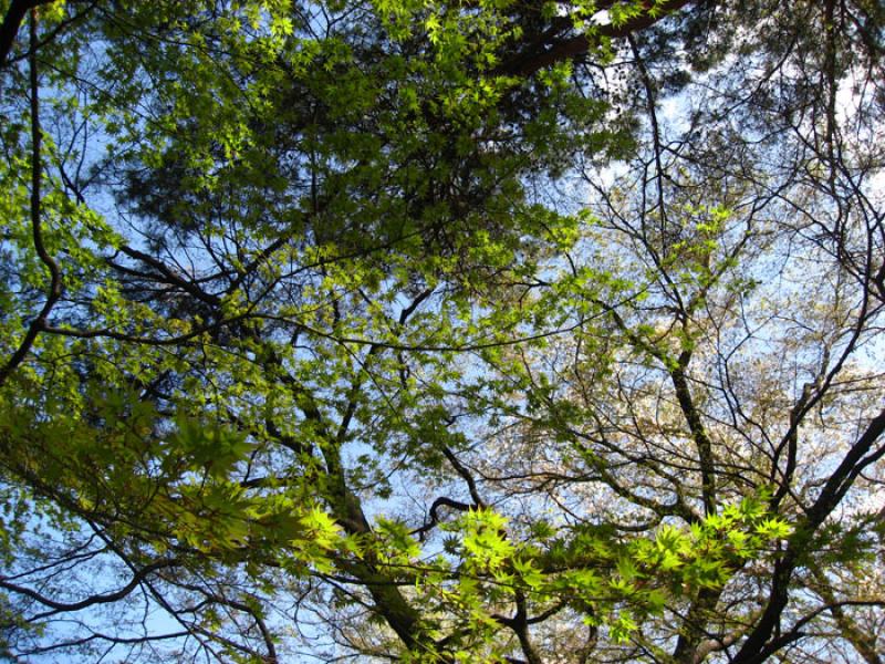 Jardin Nacional Shinjuku Gyoen, Shinjuku, Tokio, J...