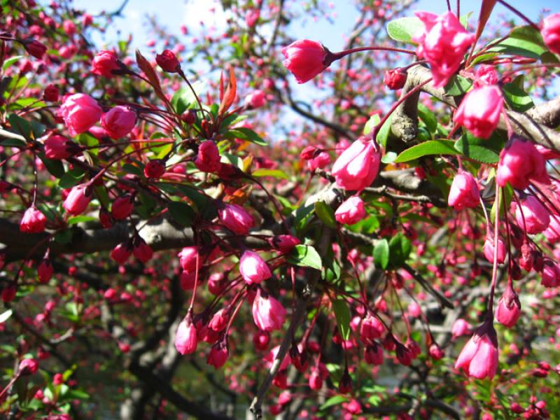 Jardin Nacional Shinjuku Gyoen, Shinjuku, Tokio, J...