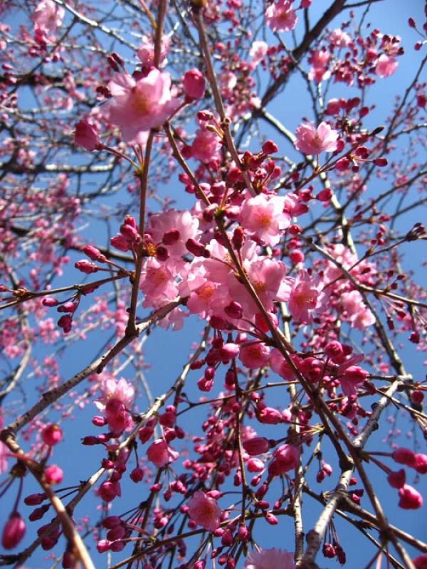 Jardin Nacional Shinjuku Gyoen, Shinjuku, Tokio, J...