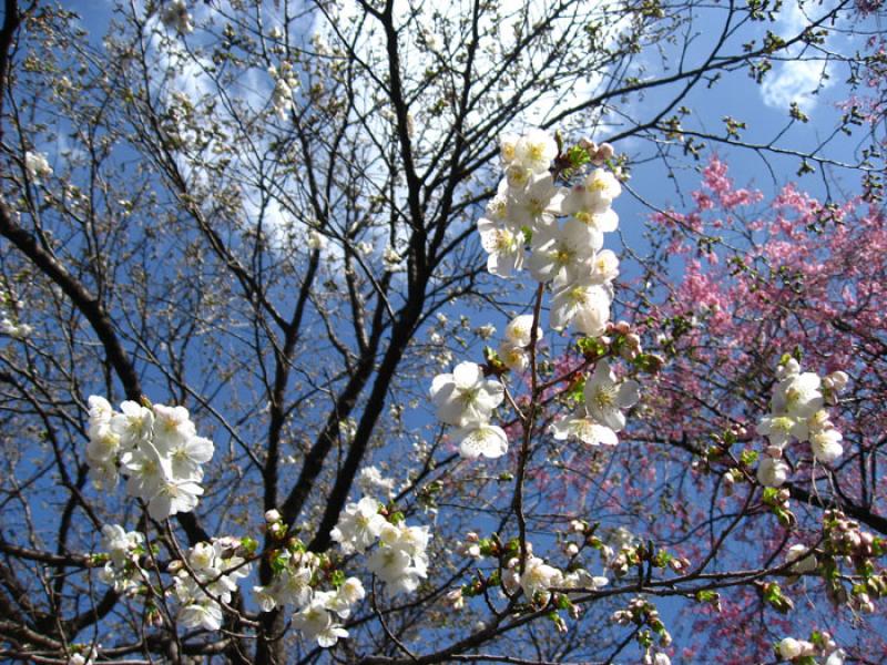 Jardin Nacional Shinjuku Gyoen, Shinjuku, Tokio, J...