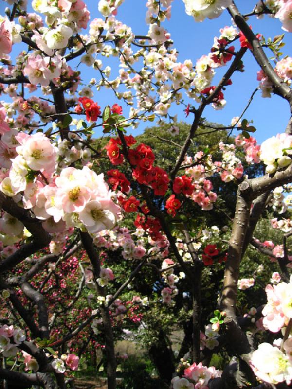 Jardin Nacional Shinjuku Gyoen, Shinjuku, Tokio, J...