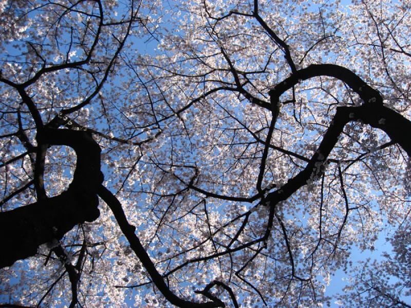 Jardin Nacional Shinjuku Gyoen, Shinjuku, Tokio, J...