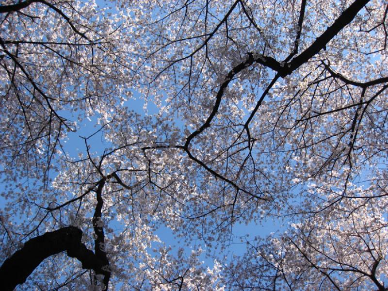 Jardin Nacional Shinjuku Gyoen, Shinjuku, Tokio, J...