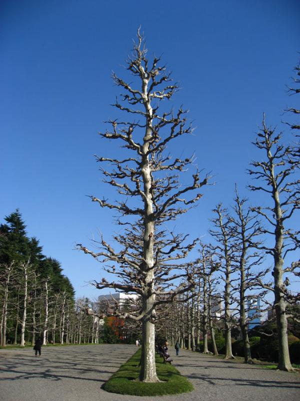 Jardin Nacional Shinjuku Gyoen, Shinjuku, Tokio, J...