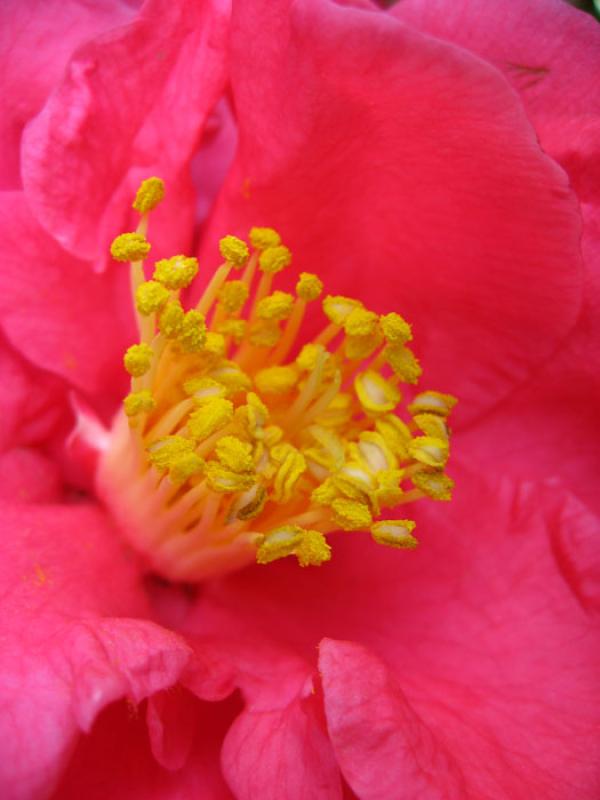 Paeoniaceae, Tokio, Japon, Este de Asia