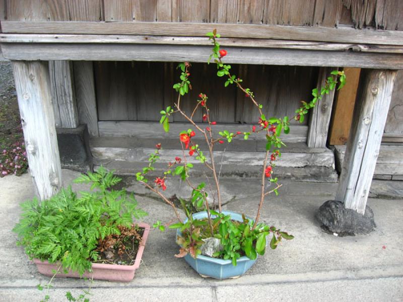 Bonsai, Tokio, Japon, Este de Asia