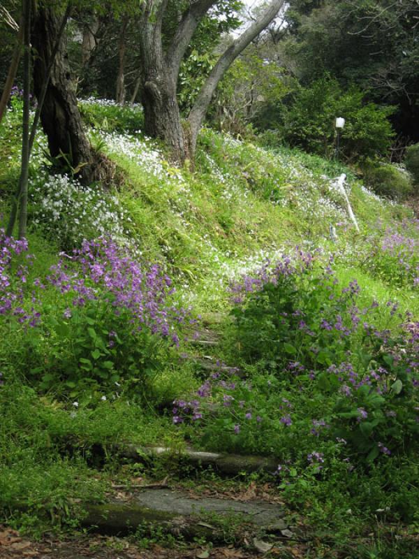 Sendero en el Campo, Tokio, Japon, Este de Asia