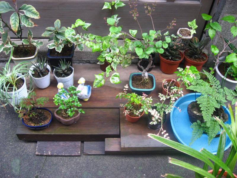 Jardin de una Vivienda, Tokio, Japon, Este de Asia