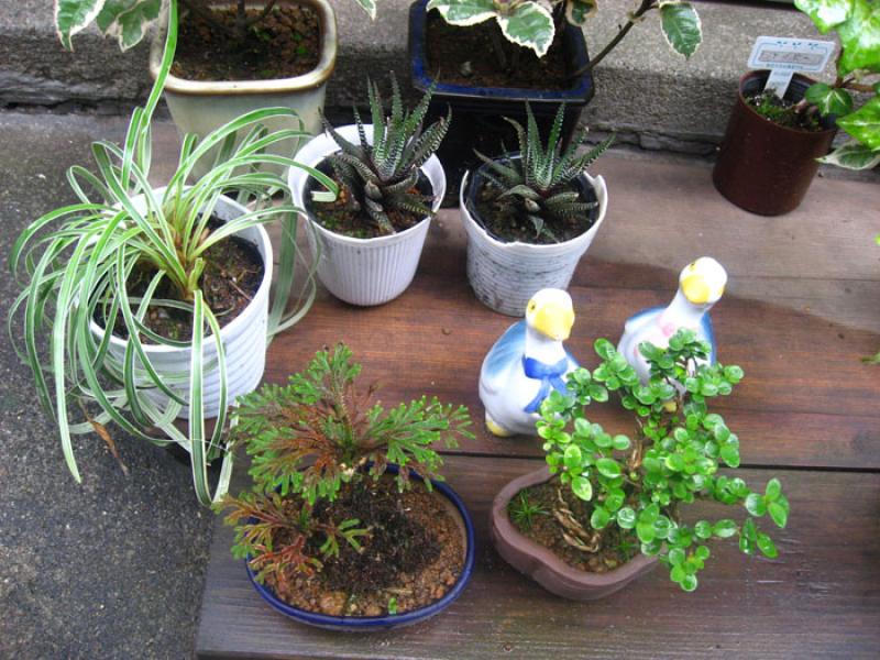 Jardin de una Vivienda, Tokio, Japon, Este de Asia