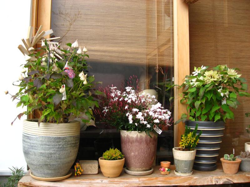 Jardin de una Vivienda, Tokio, Japon, Este de Asia