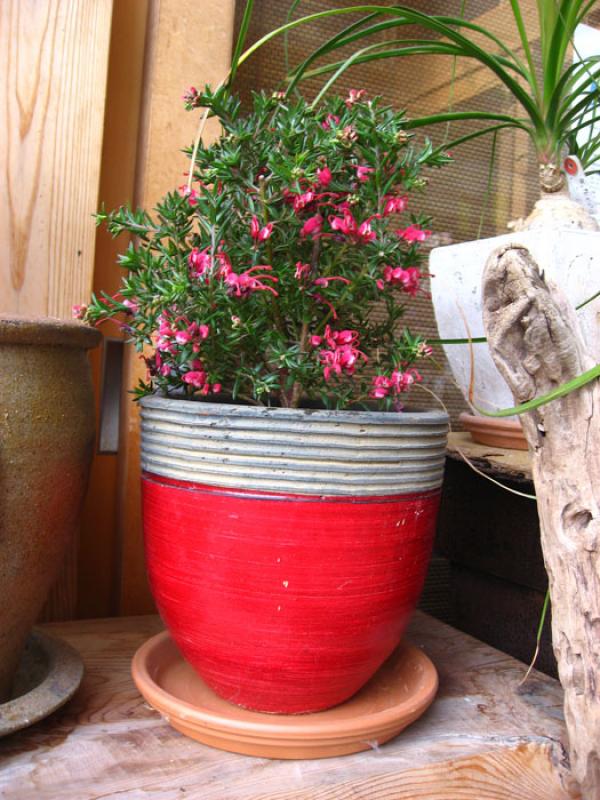 Jardin de una Vivienda, Tokio, Japon, Este de Asia