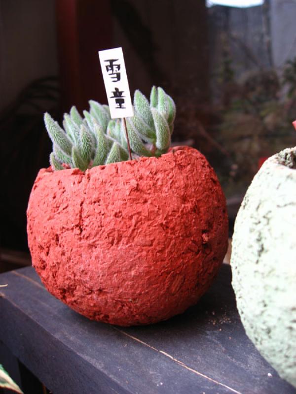 Mammillaria, Tokio, Japon, Este de Asia