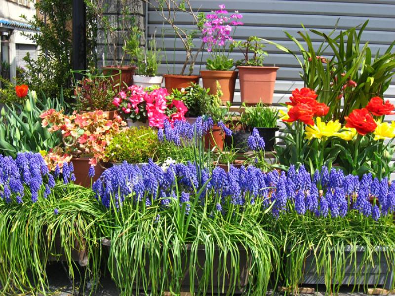 Jardin de una Vivienda, Tokio, Japon, Este de Asia