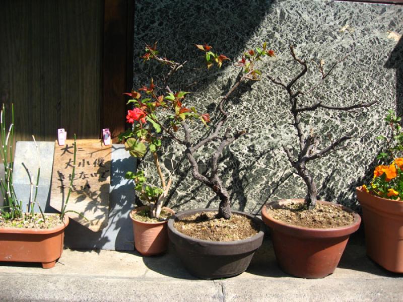 Jardin de una Vivienda, Tokio, Japon, Este de Asia