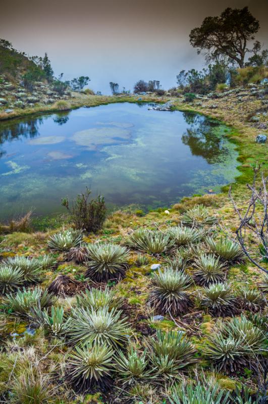 Laguna Negra, Parque Nacional Natural Los Nevados,...