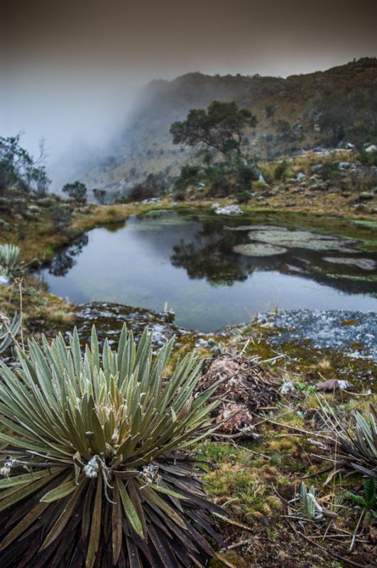 Laguna Negra, Parque Nacional Natural Los Nevados,...