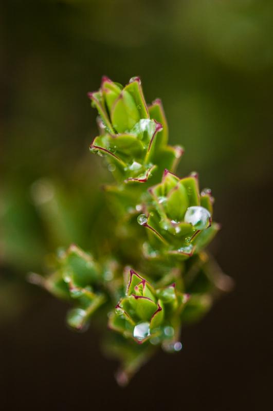 Detalle de una Planta