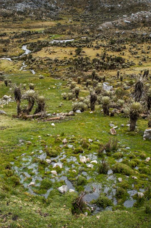 Parque Nacional Natural Los Nevados, Risaralda, Pe...