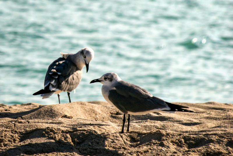 Gaviota Cabecigris