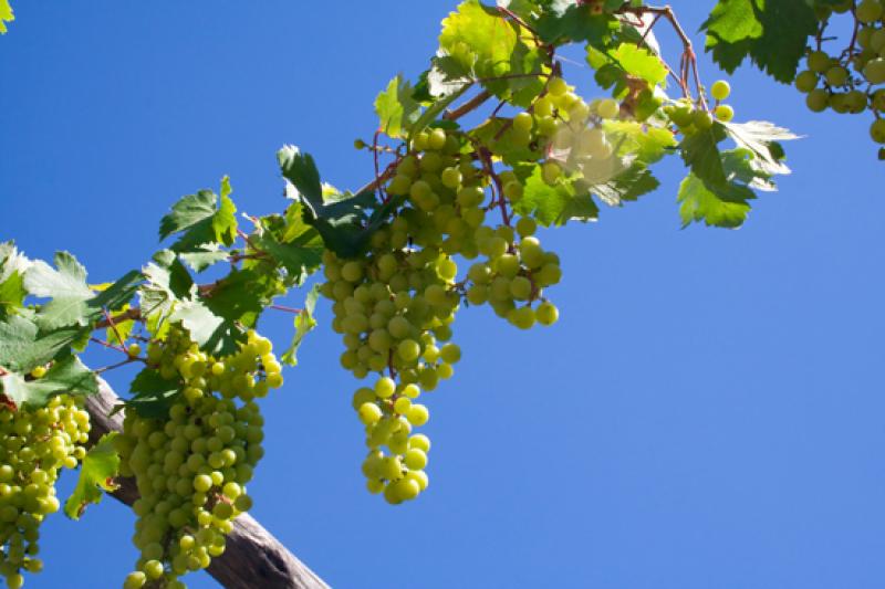 ViÃ±edo en Mendoza, Argentina, Sur America