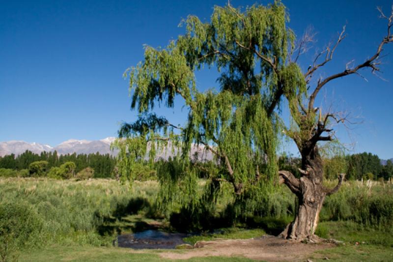 Paisaje de Mendoza, Argentina, Sur America