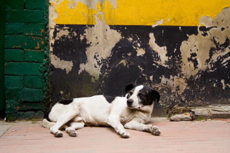 Perro en el Anden