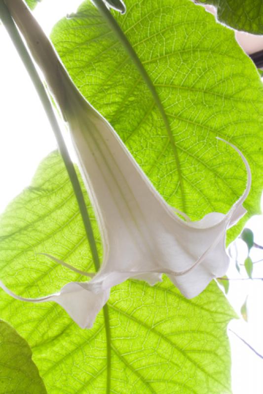 Datura stramonium