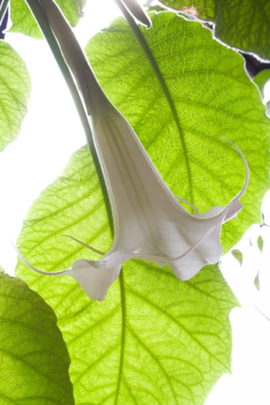 Datura stramonium