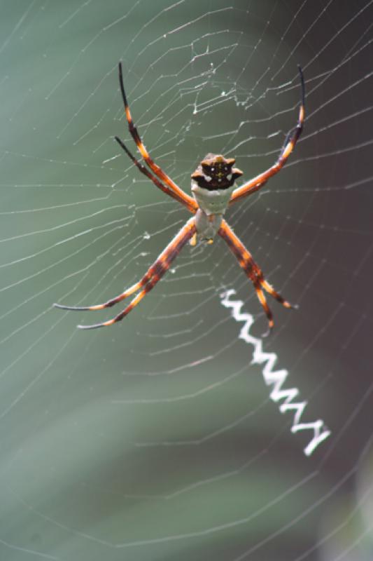 Argiope