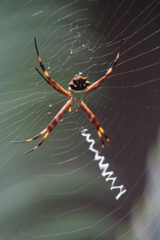 Argiope