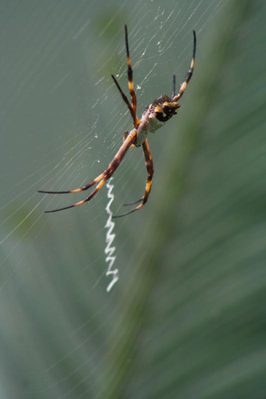 Argiope