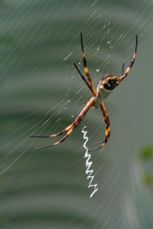 Argiope