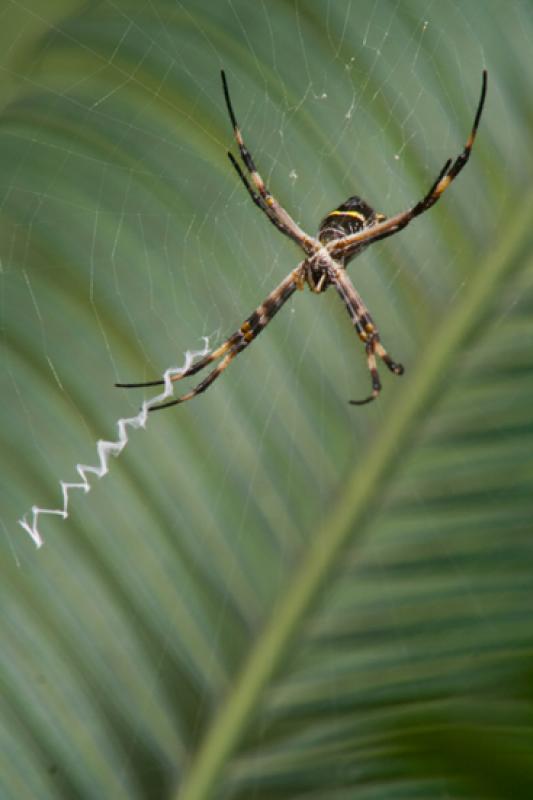 Argiope