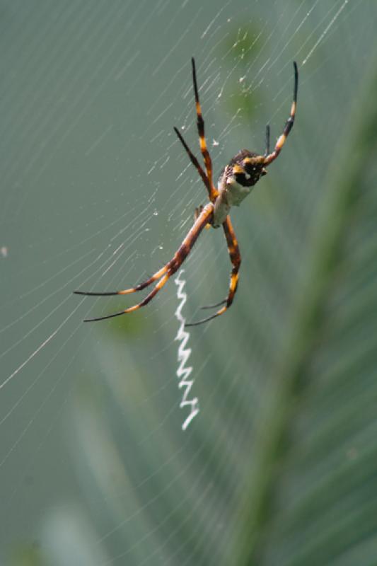 Argiope