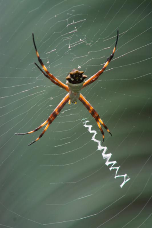 Argiope